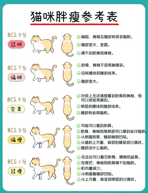 如何判断猫咪是否生病?这篇帖子解答你所有困惑!