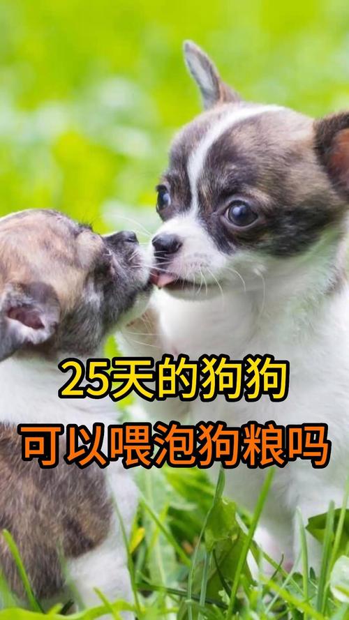 二十几天的狗狗可以吃狗粮了吗?