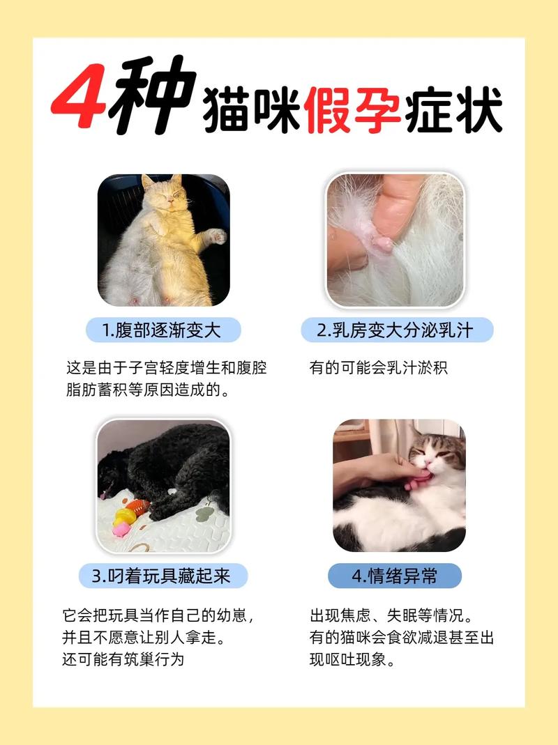 猫咪假孕什么症状