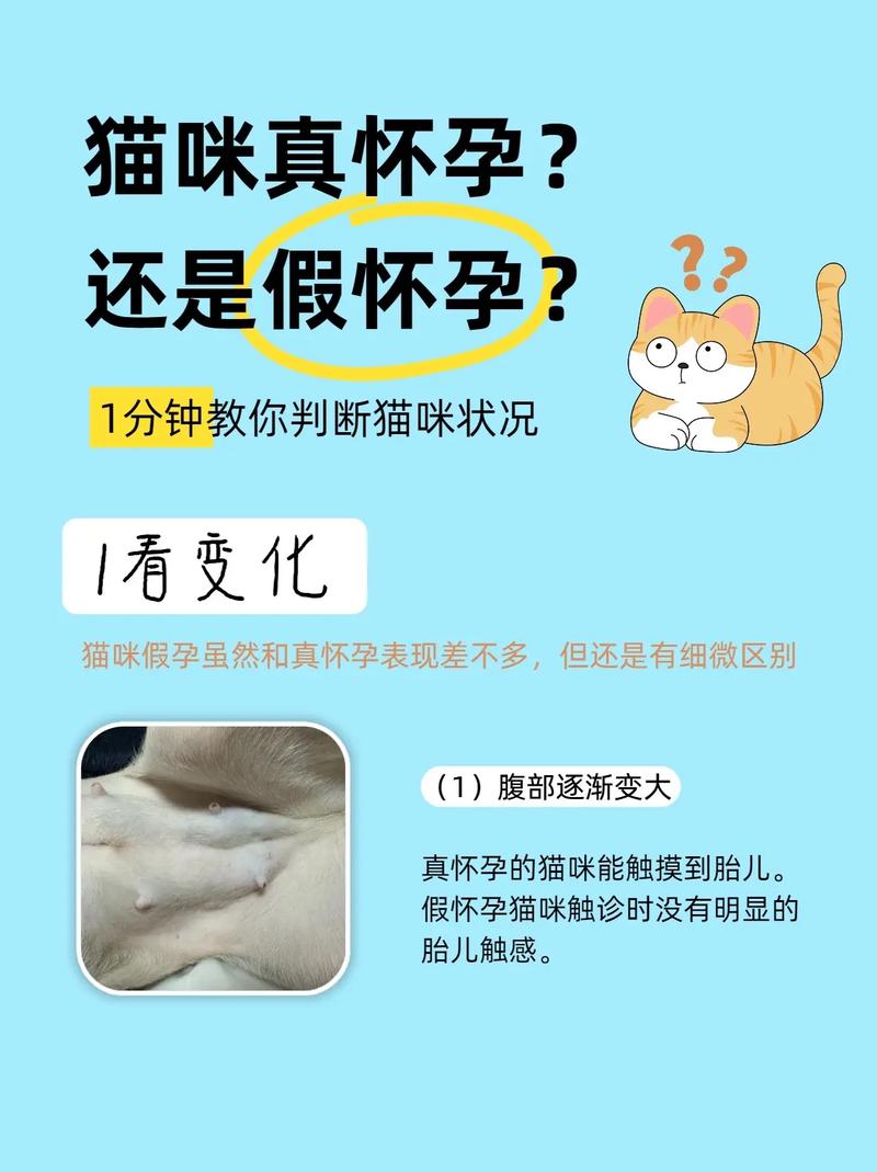 猫假孕有什么症状