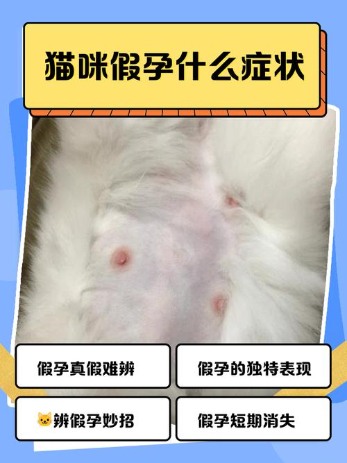 猫咪假怀孕和真怀孕有什么区别