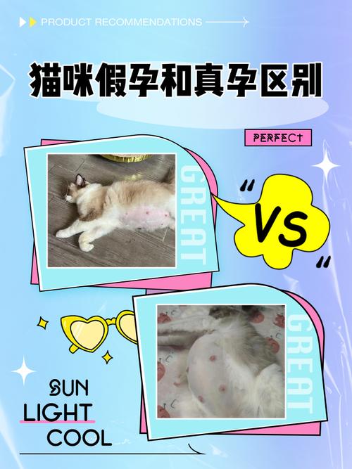 猫咪真孕和假孕的区别