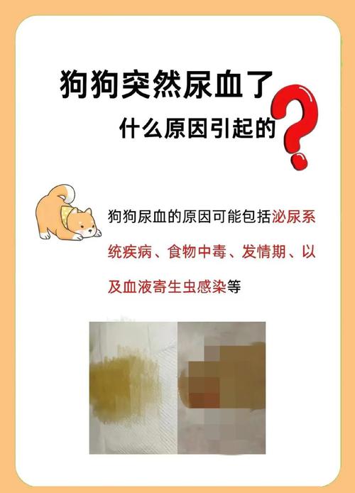 狗狗撒尿到最后总是会有血是怎么回事?