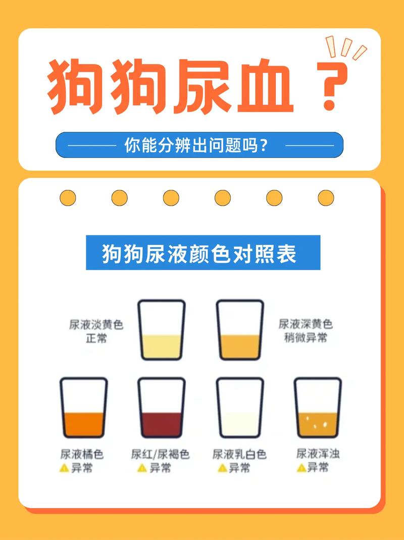 狗狗尿里有点血怎么办?