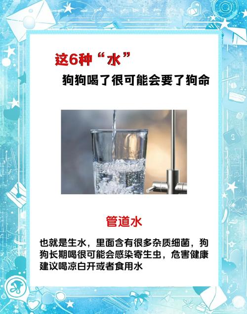 这些狗狗不能喝的水你都知道吗?别再让你的无知继续伤害狗狗!