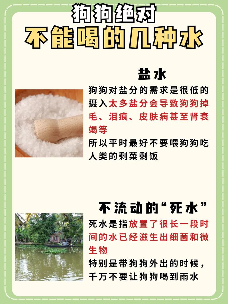 有哪五种水狗狗不能喝?