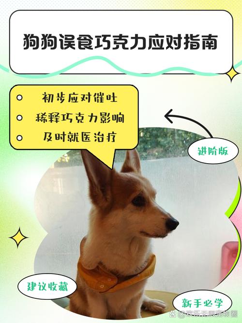狗狗巧克力中毒怎么治疗