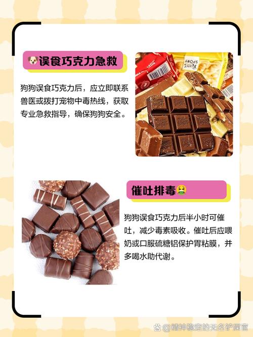急急急!狗狗不小心吃了巧克力怎么办?