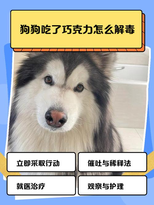 狗吃巧克力中毒怎么解毒