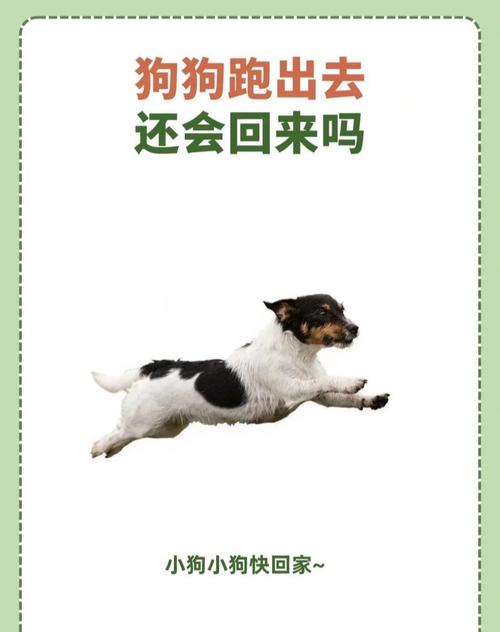 如何养出一只听话的小狗?