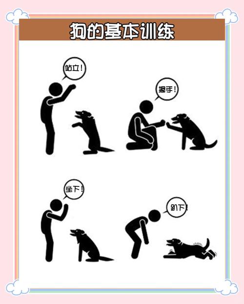 如何训练狗狗,不捡地上的东西吃?