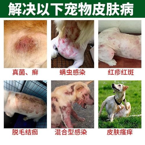 狗狗止痒用什么药好