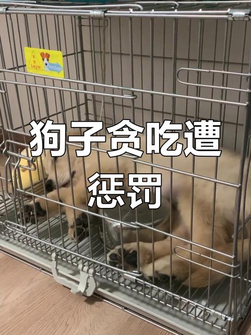 狗狗为什么不吃冬枣