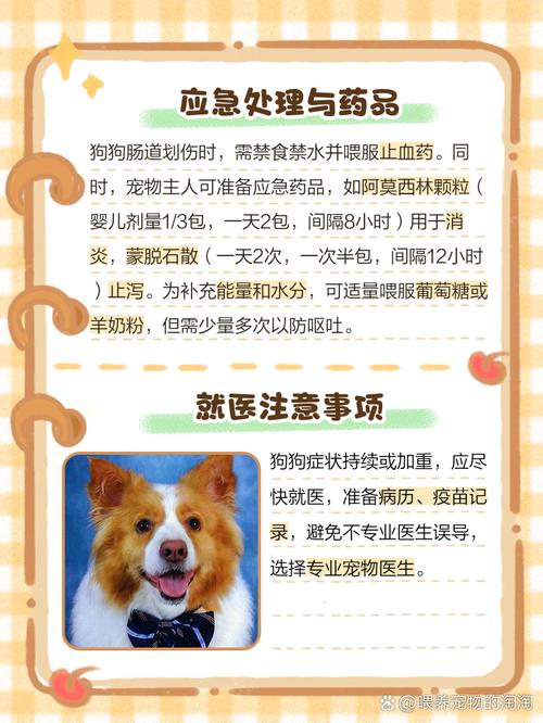 狗狗划破肠子症状表现