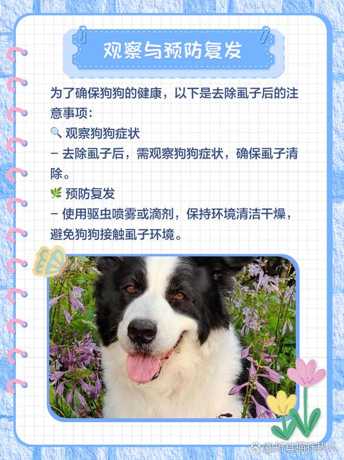 狗虱子怎么去除小偏方