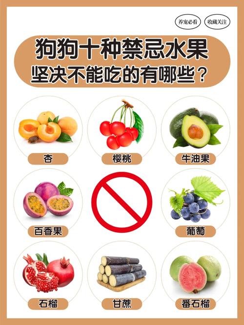 狗狗为什么不吃柑橘