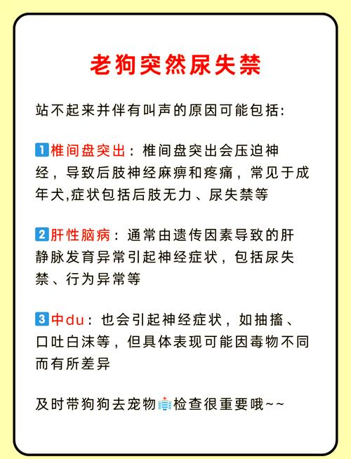 为什么狗狗突然发抖尿失禁