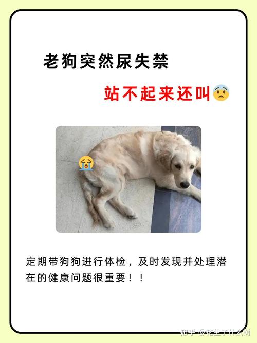 犬尿失禁的症状有哪些