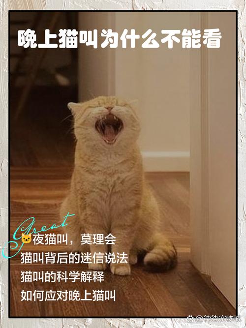 猫咪不搭理主人怎么办
