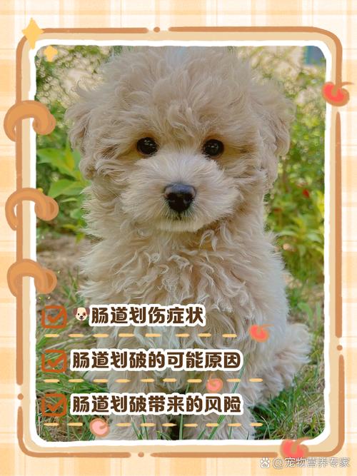 狗狗肠道划伤能自愈吗