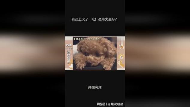 小狗上火吃什么药