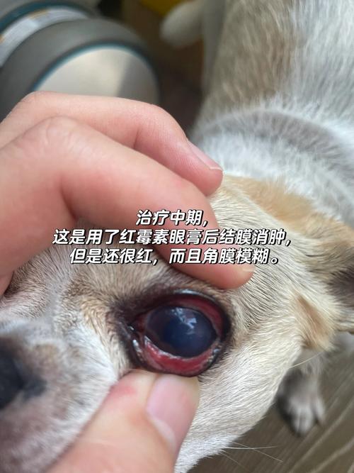 狗狗角膜炎症状