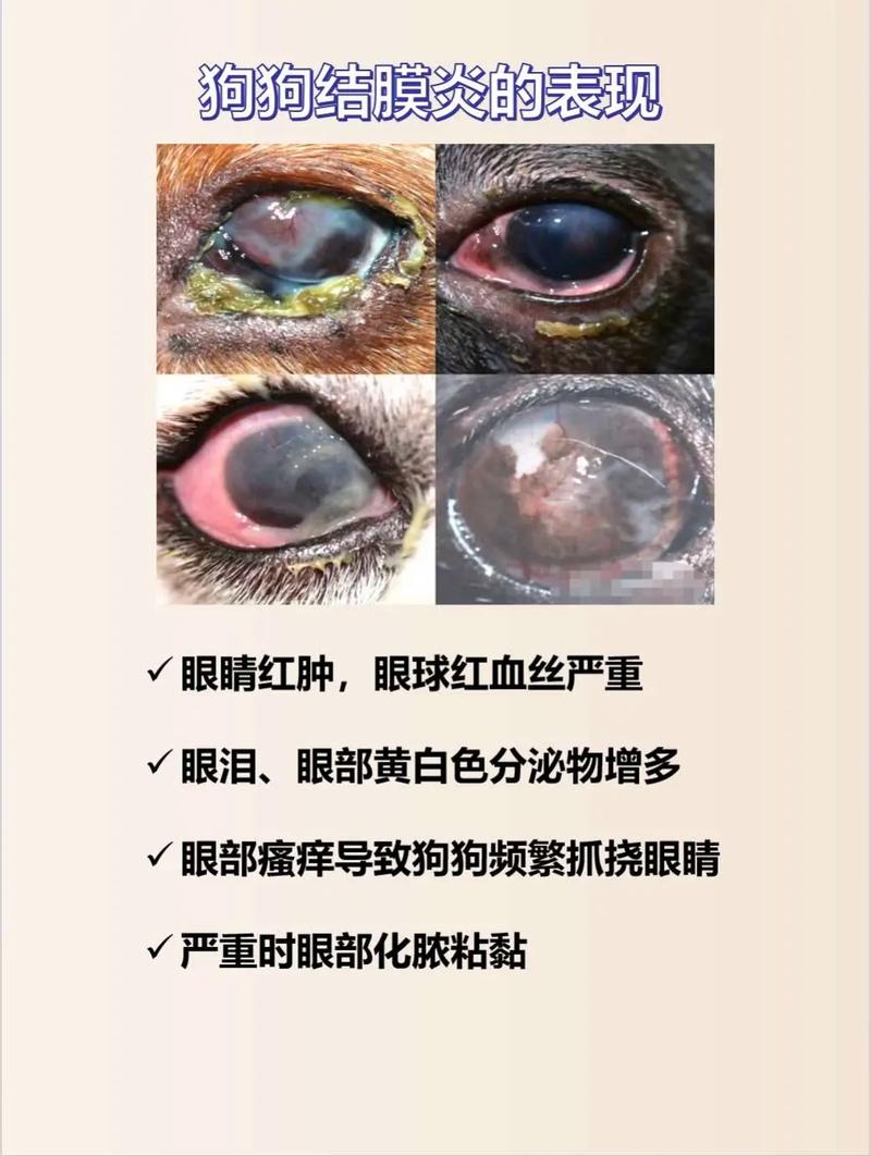 狗狗结膜炎症状及治疗