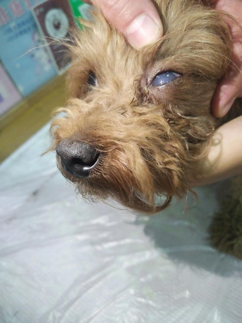 狗狗角膜炎
