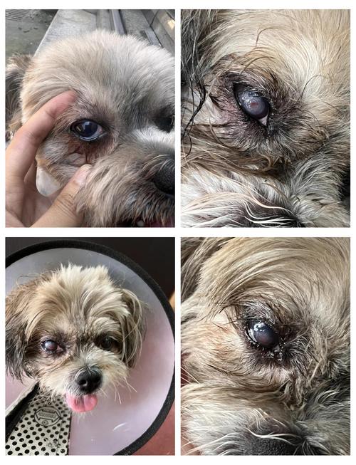 狗狗角膜炎的症状,犬角膜炎的治疗方法