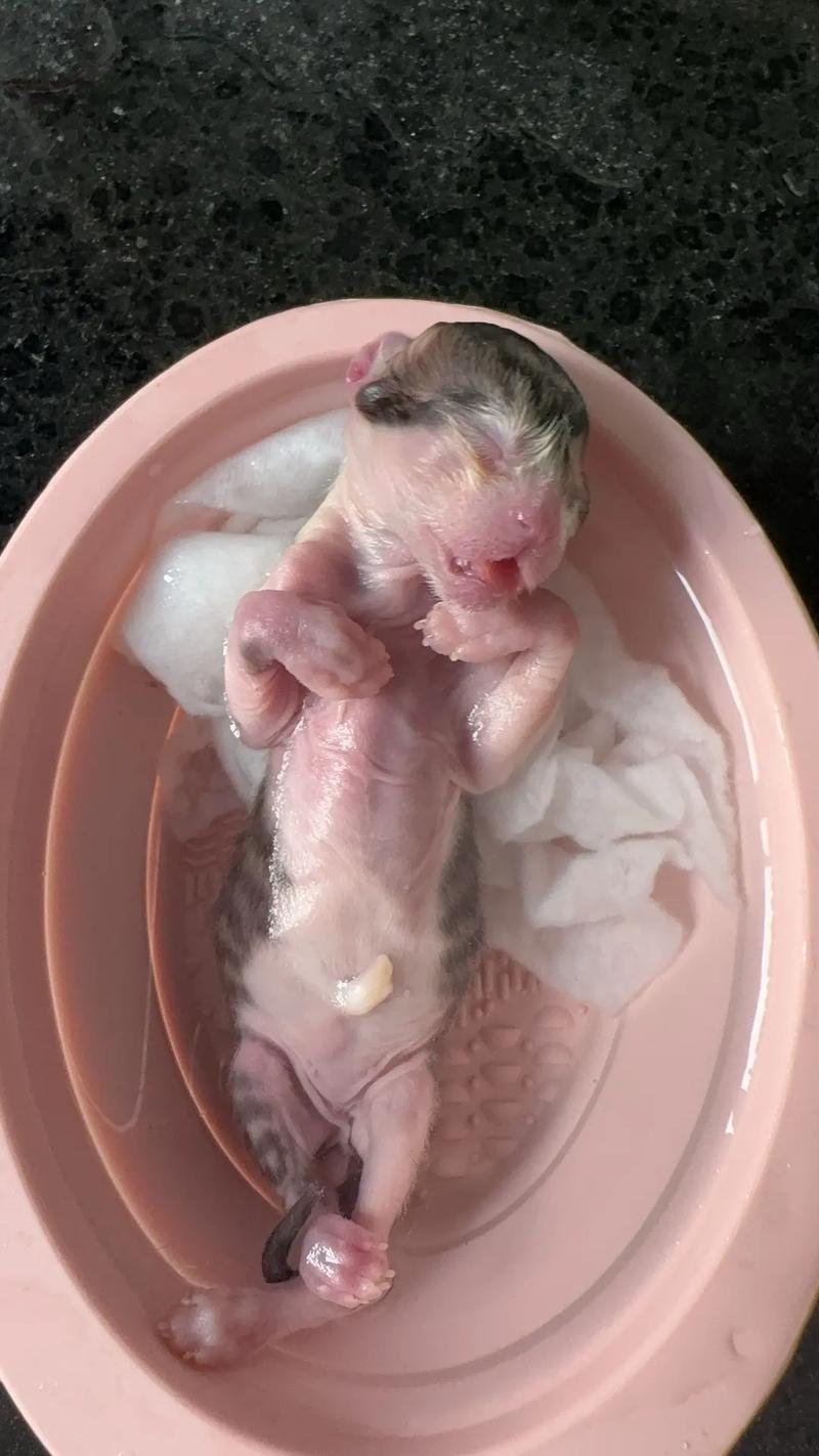 猫咪头胎一般生几只