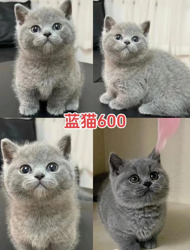 头胎小猫成活率