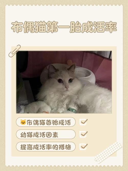 猫头胎一般生几只小猫