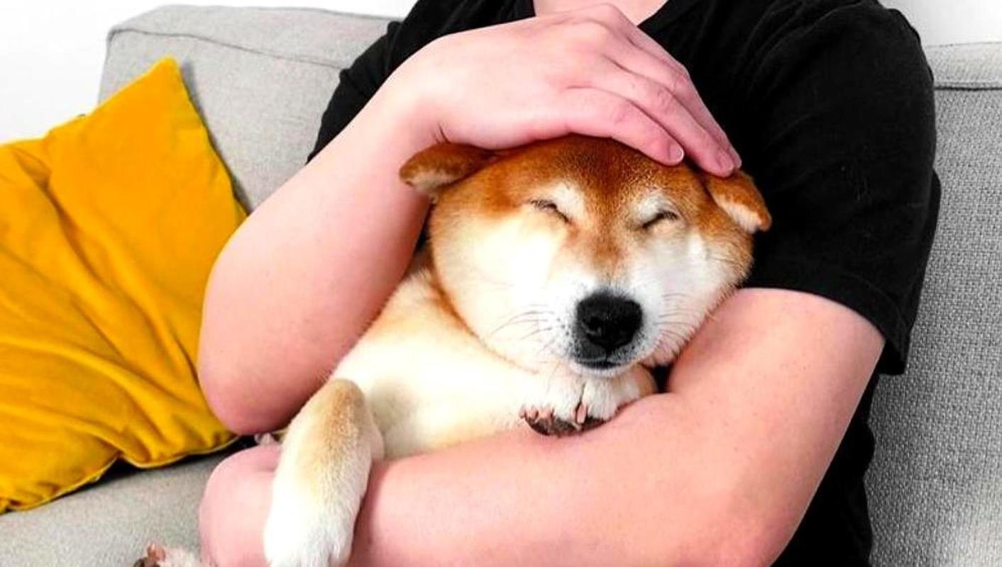 狗狗向你示好的行为!