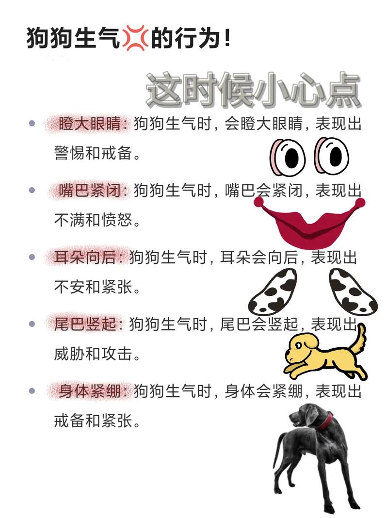 狗狗表达的时候,你get到了吗?