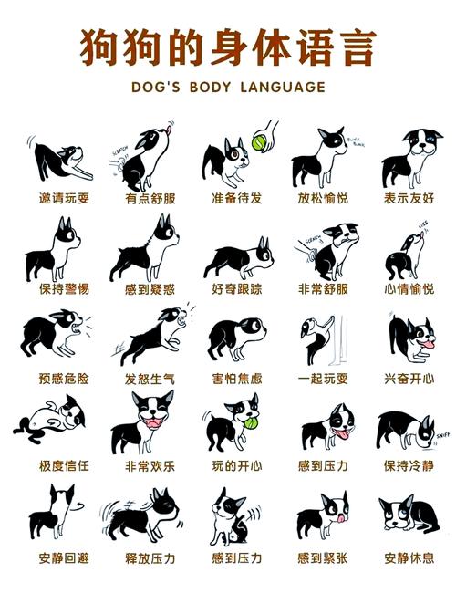 养宠必看|狗狗的9种肢体语言表达大揭