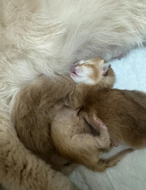 怀孕的小猫一直叫是否要生了