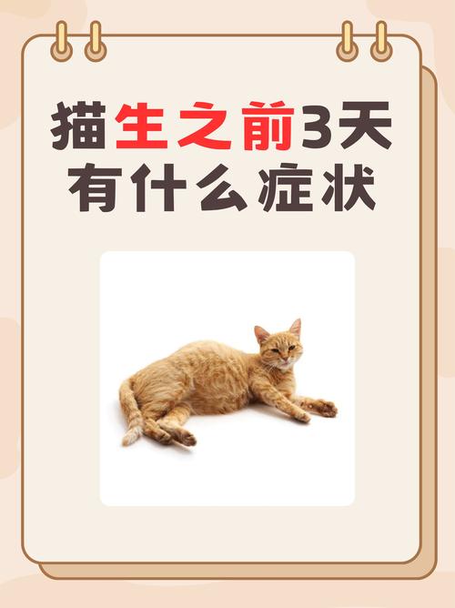 怎么判断猫咪是否快要生了?