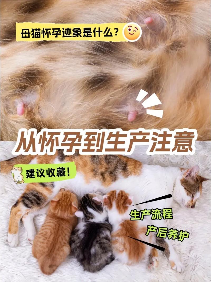 怎么判断猫咪快生了