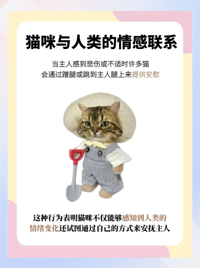 猫咪对主人会有感情吗,猫咪对主人会有感情