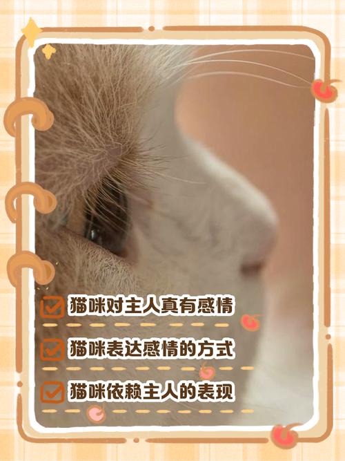 猫咪对主人会有感情吗