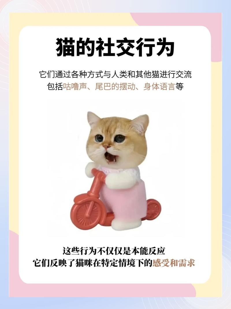 为什么那么多人养橘猫呢?原因有5个
