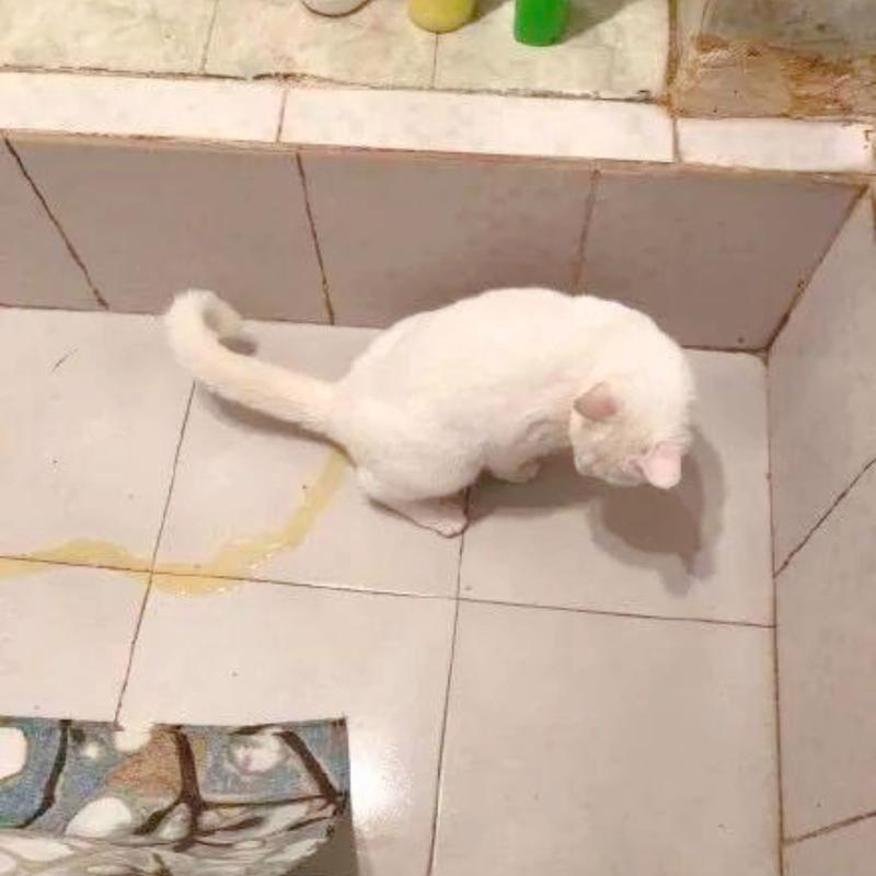 防止猫咪乱撒尿的好办法