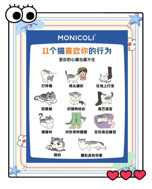 6年养猫经验|猫咪为什么喜欢挨着你睡?