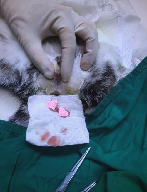给猫做绝育猫会记仇吗