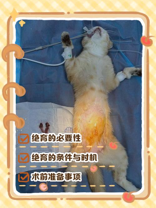 猫做绝育后会恨主人吗