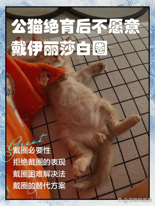 猫做绝育会恨主人吗