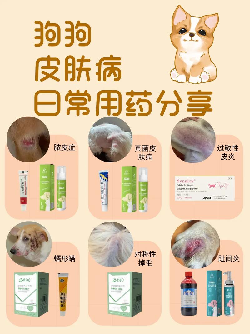 狗狗得了脓皮症怎么治疗