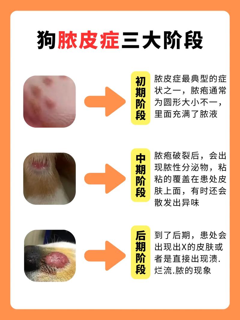 犬脓皮病的治疗要点