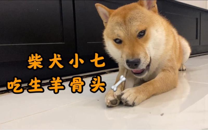 狗狗可以吃羊骨头吗