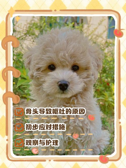 ...我家小京八6岁了的小狗不小心吃了羊骨头怎么办?会有严重后果吗?_百...